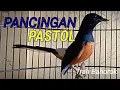 Download Lagu PANCINGAN PASTOL NGOTOT TRAH BAHOROK//Murai Pastol Usia 6 Bulan.