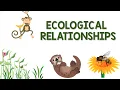 Ecological Relationships Animation