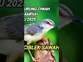Lagu Suara pikat burung ciblek sawah #suarapikatburungkecil #cibleksawahngebren #hobiburung