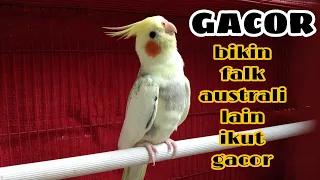 falk australia gacor suara keras sangat cocok buat masteran falk malas bunyi