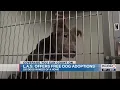 Lubbock Animal Services offering free dog adoption