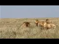 Download Lagu This male lion is lucky to be alive