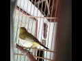 Download Lagu Burung pleci ngalas semi bukpar om erdi alami tanpa dopling