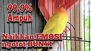 Download LB mewah pandai memancing lawan agar cepat gacor, masteran lovebird lomba MP3