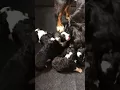 Two Week Old BerneDoodles