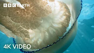 Mysterious Creatures Of The North Atlantic Ocean | 4K UHD | BBC Earth