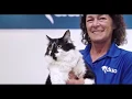 2018 ASPCA Cat of the Year D O G