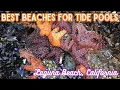 Best Beaches for Tide Pools in Laguna Beach California