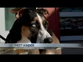 Tucson Subaru s Pet of the Week Meet Kinder a ray of sunshine