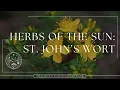 St John s Wort The Solar Herb of Spirit
