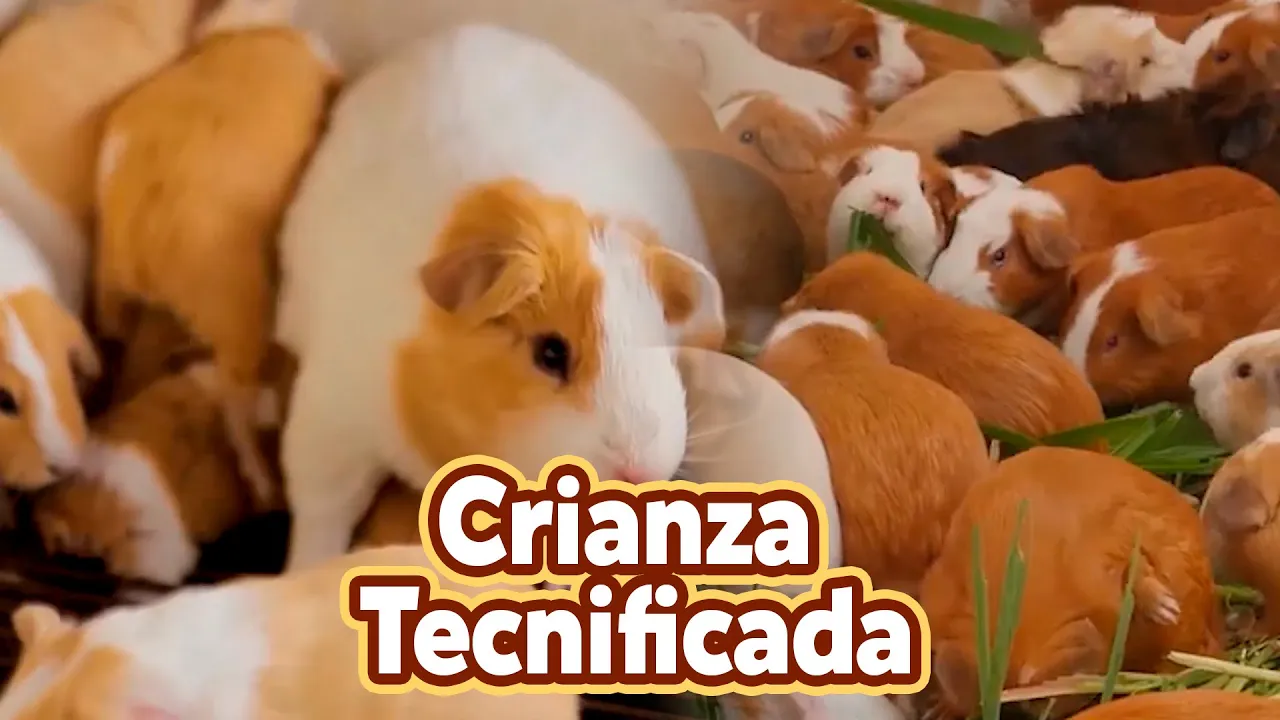 Outline Video ¿Cómo tener éxito en la crianza de cuyes? 🐹
