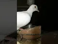 Download Lagu White dove sound/White dove male and female #birds #shorts