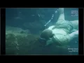 The Heart-Stopping Last Venture of Steve Irwin