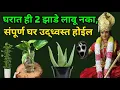 Download Lagu घरात ही 2 झाडे लावू नका, संपूर्ण घर उद्ध्वस्त होईल | Vaastu Vaidik Darpan 