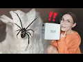 Chaotic SPIDER UNBOXING BOLTY Wolf Spiders NEW Black Widow - One Love Tarantulas first impression