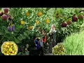 Download Lagu Nomadisch leven in Iran | Familie oogst wilde vruchten in de bergen 🍇🌿