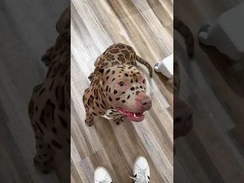Champ looking sharp with his new spots! #cutedog #pitbull #jaguar