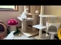 Ragdoll Kittens 7 Weeks Old | Meet the Litter