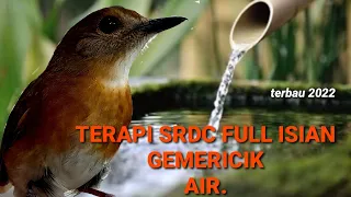 Download terapi srdc biar cepat bunyi,di iringi gemericik air mengalir ,srdc gacor .masteran srdc MP3