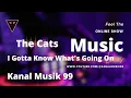 Lagu The Cats - I Gotta Know What's Going On (Lyrics) | #viral
