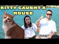 The Kiffness x Spaul x Kyro (Singing Cat) - Kitty Caught a Mouse