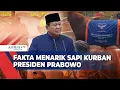 Download Lagu Begini Spesifikasi Sapi Kurban Presiden Prabowo di Idul Adha 2025