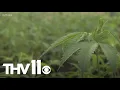 New cannabis facility set to bring in about 200 jobs to Pine Bluff