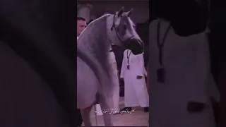 بعض العرب والله لخليهم على دربي مطب 