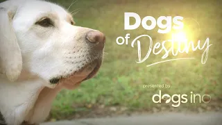 Answered Prayer: Kailey Couch & Guide Dog Saro