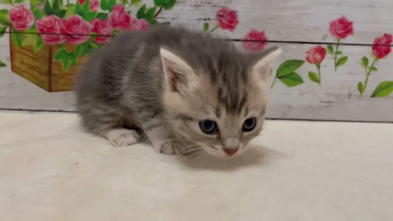 動画