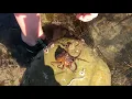 Incredible Octopuses and Other Tide Pool Creatures in Malibu