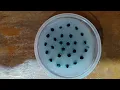 Diffusion in Agar Set-up by BelBel Production