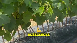 Válassz egészséges szőlőoltványokat saját termelésből!