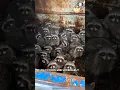 Download Lagu Raccoon 🦝 Do They Make Good Pets?