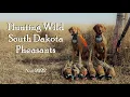 South Dakota Wild Pheasant Hunting At Its Finest