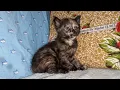 A Day in Life of Kitten Caramel and her Siblings