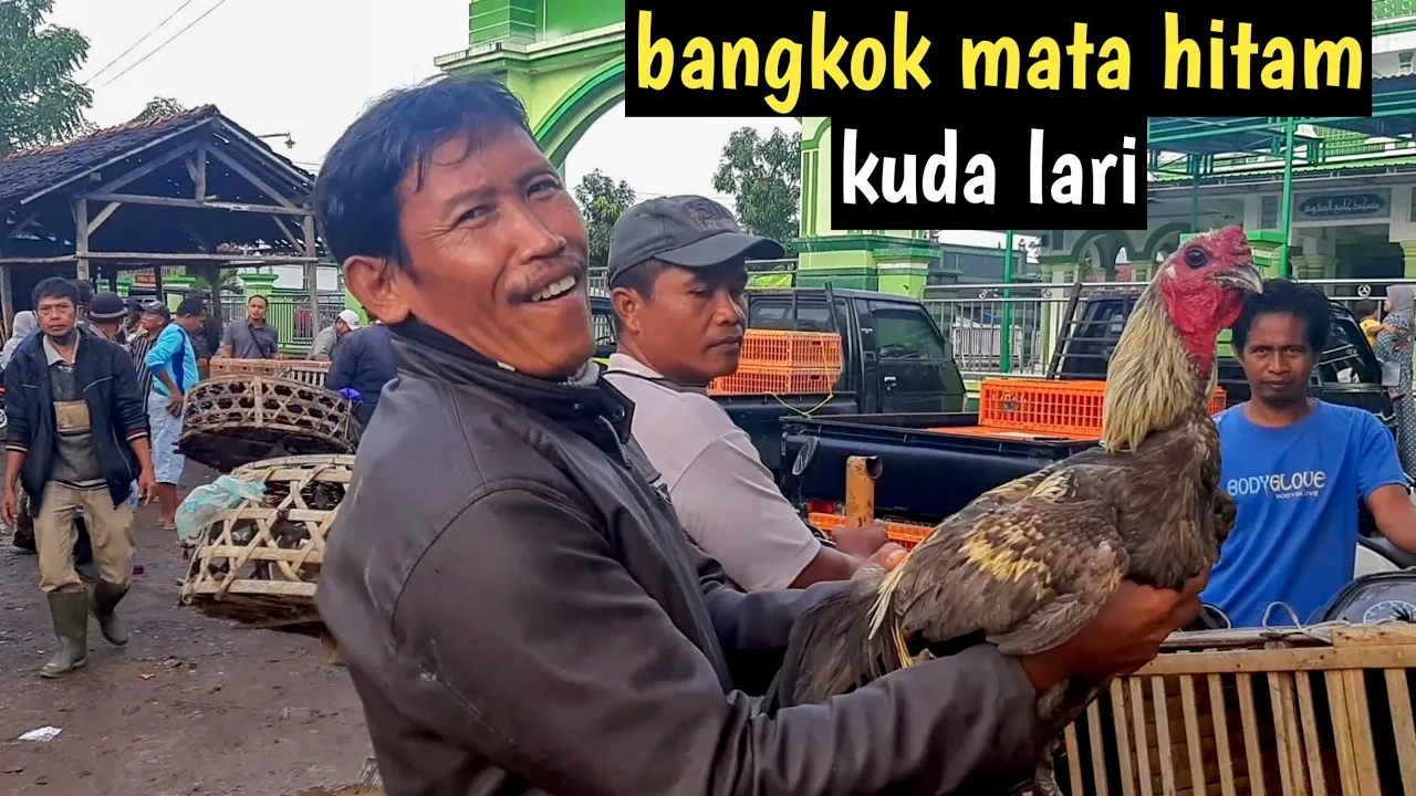 Banyak ayam bagus dan rekomended disini | pasar ayam bangkok terbesar di yogyakarta |