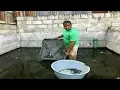 The 7 largest betta fish ponds