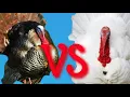 WILD TURKEY VS STORE BOUGHT TURKEY TASTE TEST