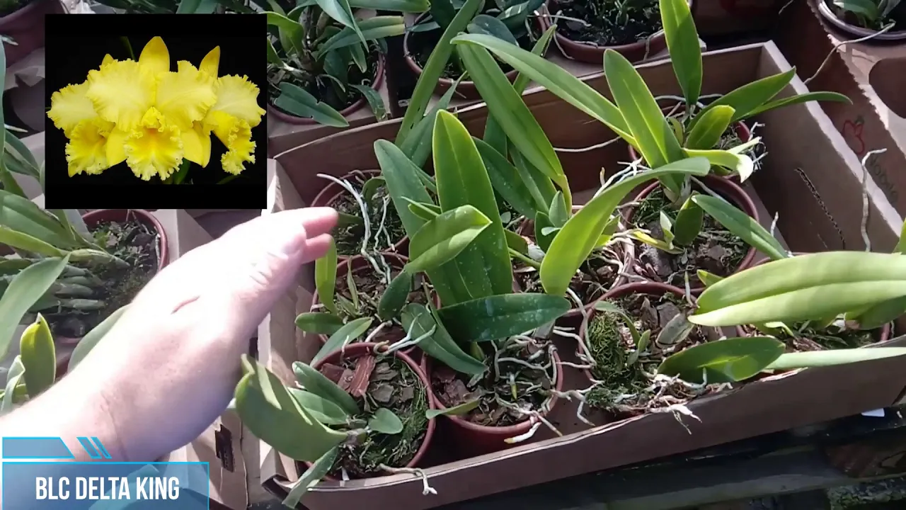 LINDA ORQUÍDEA COM FLORAÇÃO AMARELA EM PROMOÇÃO
