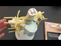 Spinal Cord Models in the Lab and Quiz