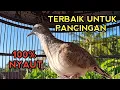 Download Lagu PERKUTUT BANGKOK GACOR SUARA TERBAIK AMPUH UNTUK PANCINGAN - PERKUTUT BANGKOK 100% NYAUT