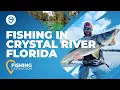 Crystal River Fishing A Quick Guide