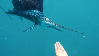 SAILFISH ATTACKS SWIMMER- Full Story (B2B Ep: 3)