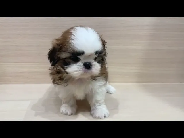 動画
