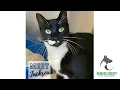 Meet Jackson Available for Adoption at the Humane Society of St Lucie County