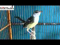 Lagu CIBLEK SEMI PAUD rekomensasi BUAT MASTERAN BURUNG KESAYANGAN ANDA
