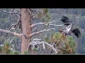 Download Lagu Juvenile Eagle Flies To Basement With A FISH! 🐟 Lots Of White In Tail! 💕 Big Bear FOBBVCAM 8.28.25