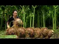 Download Lagu Harvesting giant wild roots in the jungle – The secret to traditional dishes.