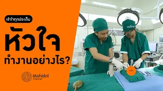 หัวใจของมนุษย์มีขนาดเท่ากับอะไรบ้าง